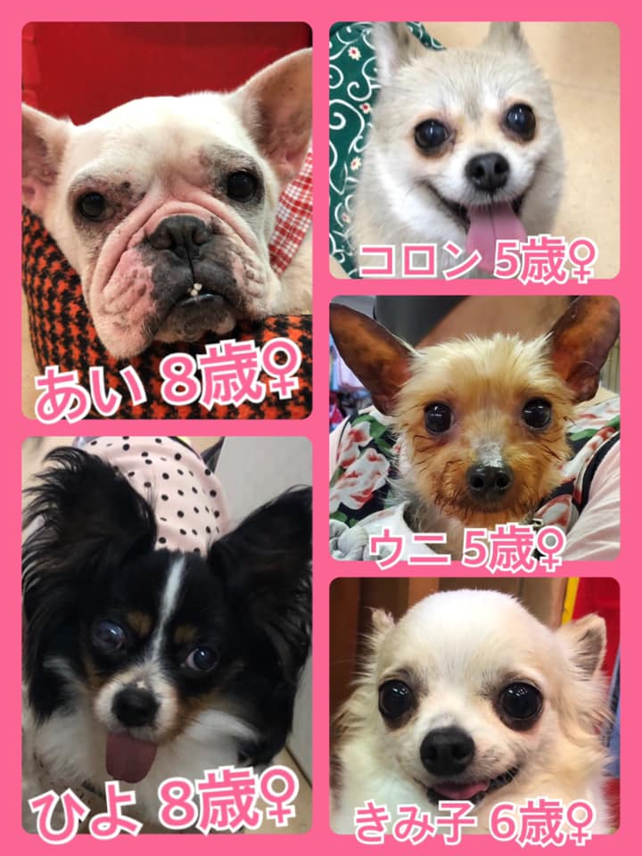 🐾今日の里親様募集中ワンコ🐶メンバーです🐾2020,6,7